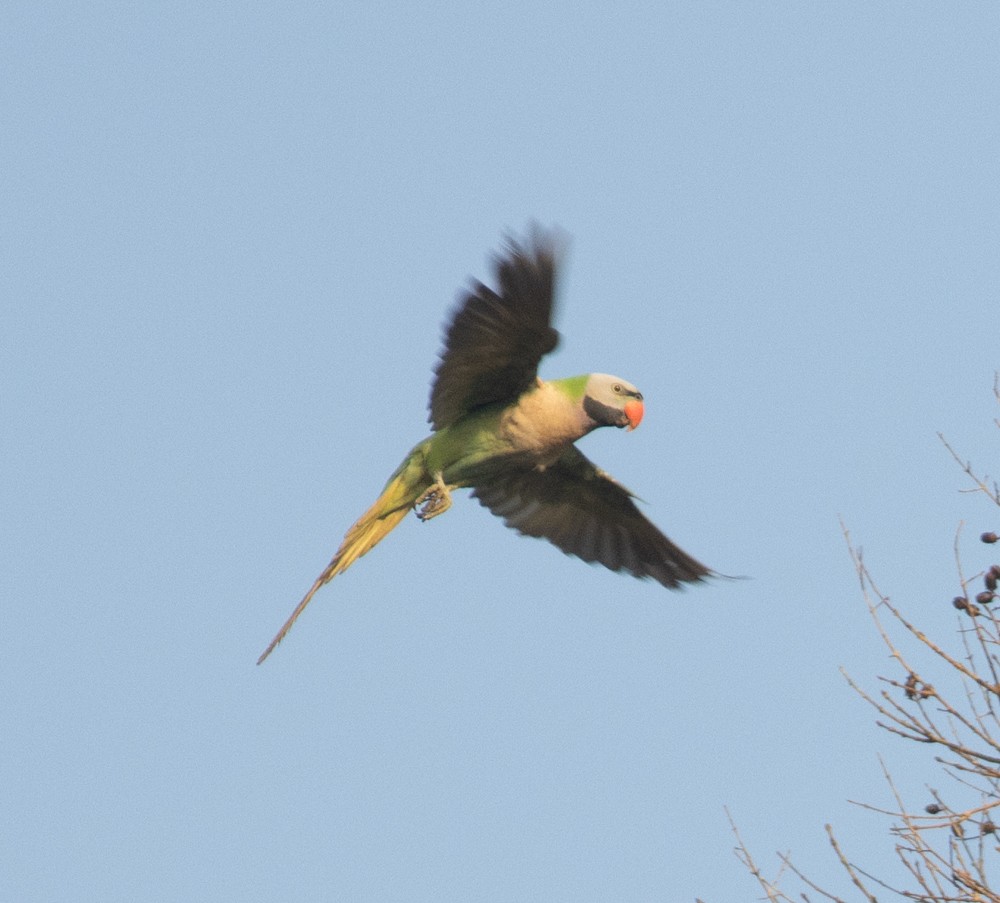 Red-breasted Parakeet - ML620198750