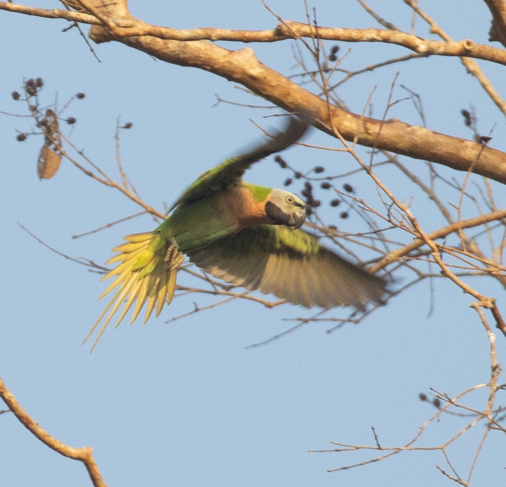 Gül Göğüslü Yeşil Papağan - ML620198751