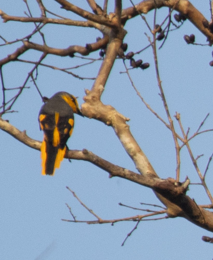 赤紅山椒鳥 - ML620198754