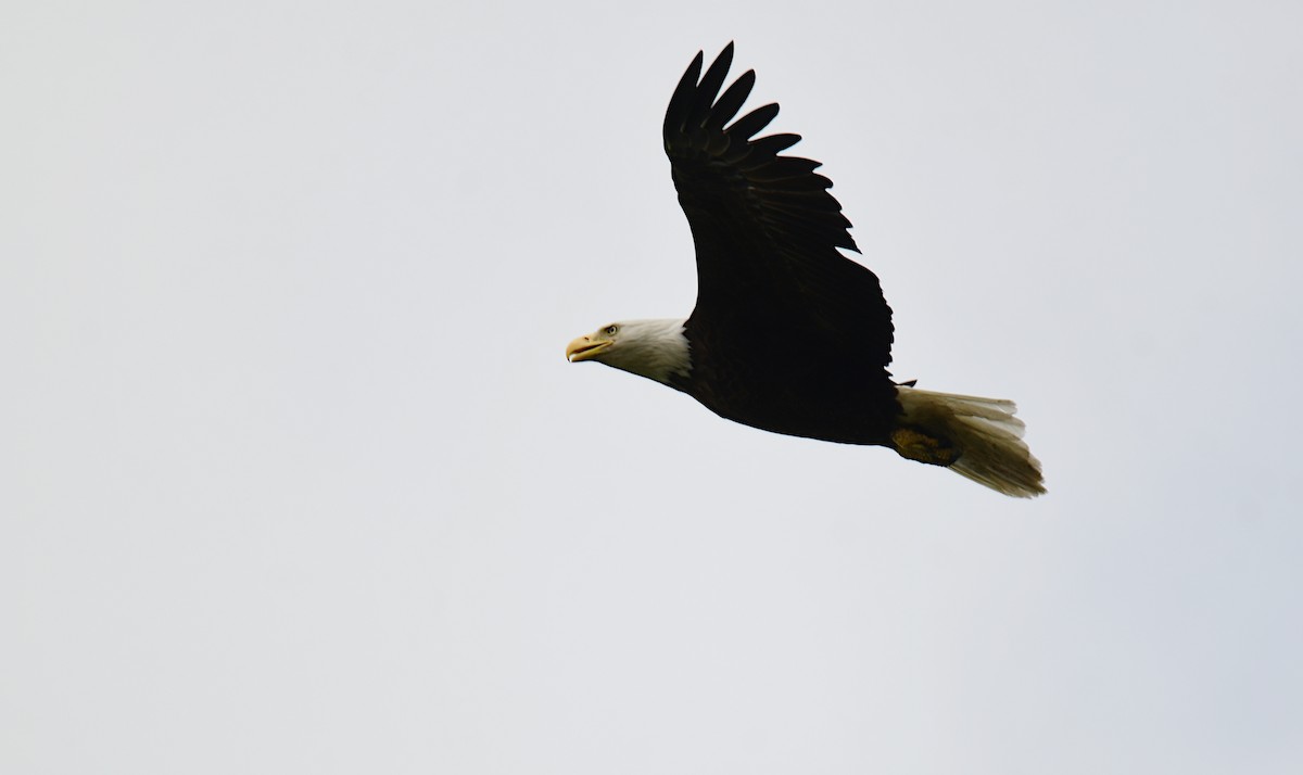 Bald Eagle - Chaiby Leiman