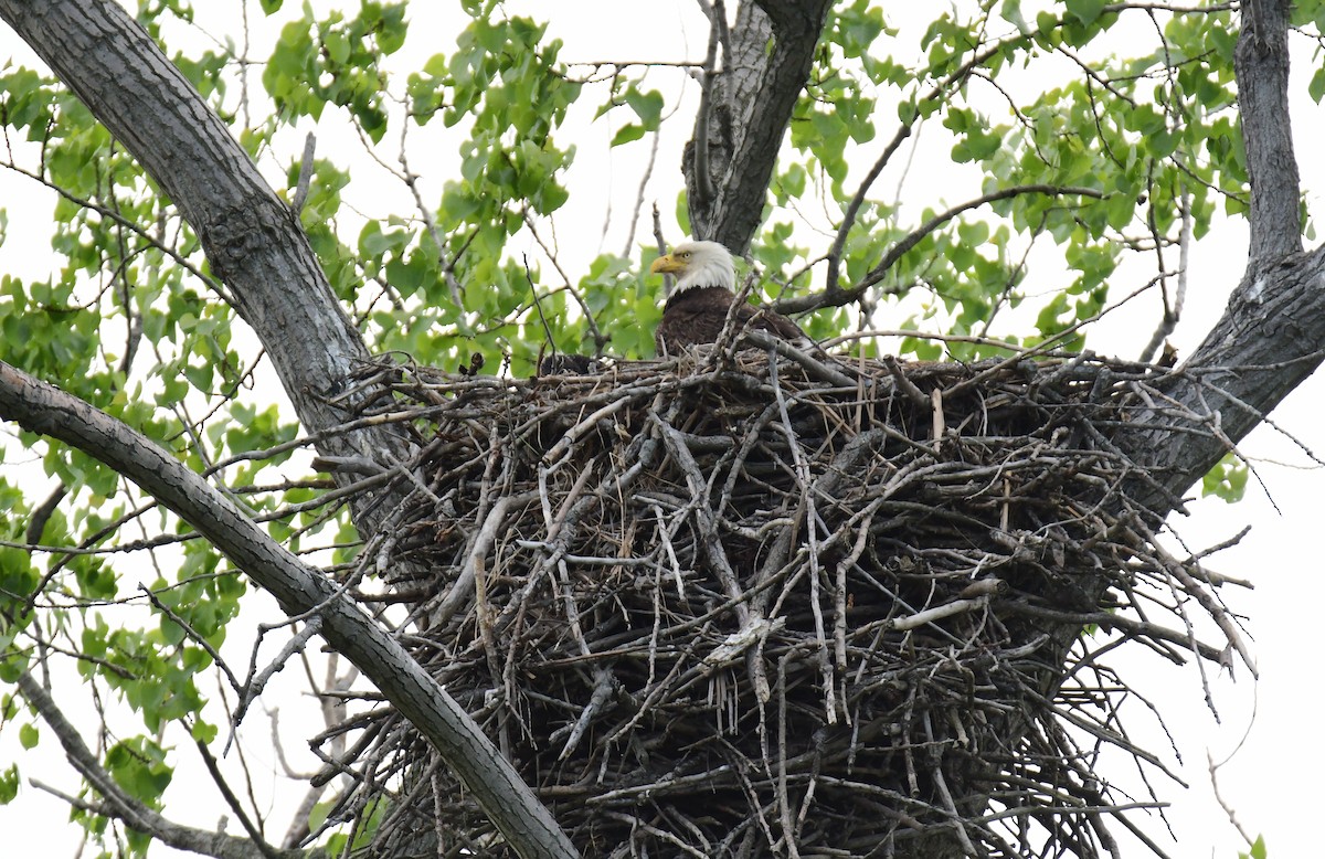 Bald Eagle - Chaiby Leiman