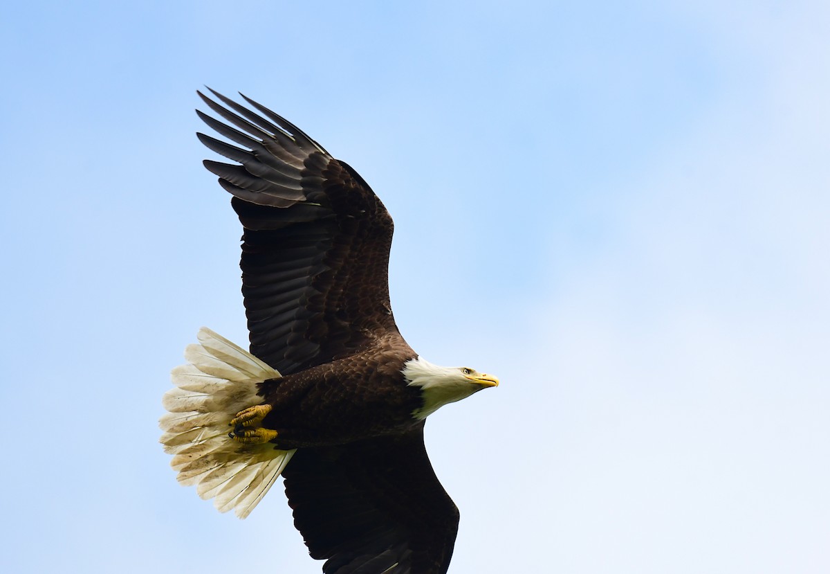 Bald Eagle - ML620198763