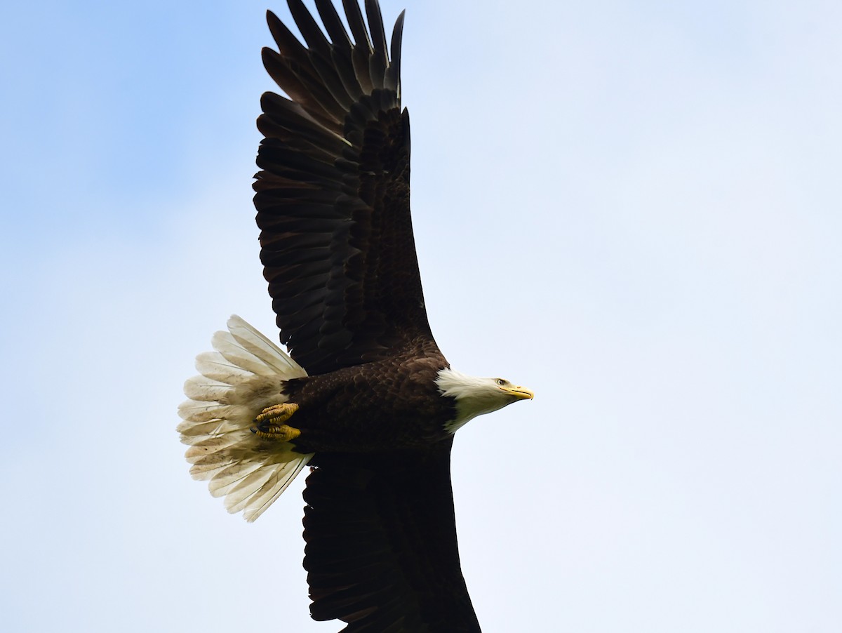 Bald Eagle - ML620198764