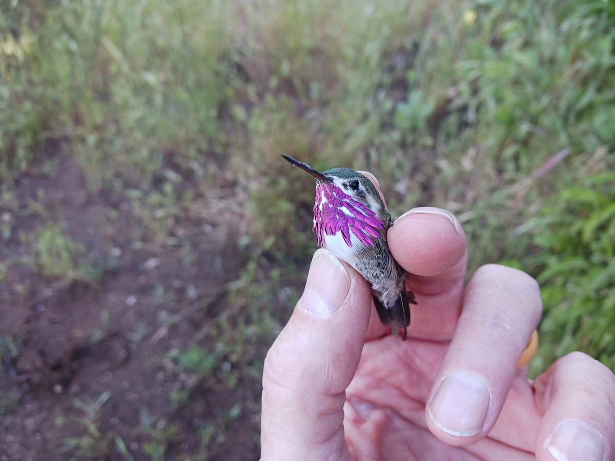 Colibri calliope - ML620198769