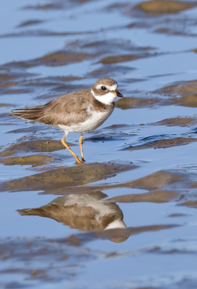 Semipalmated Plover - ML620198772