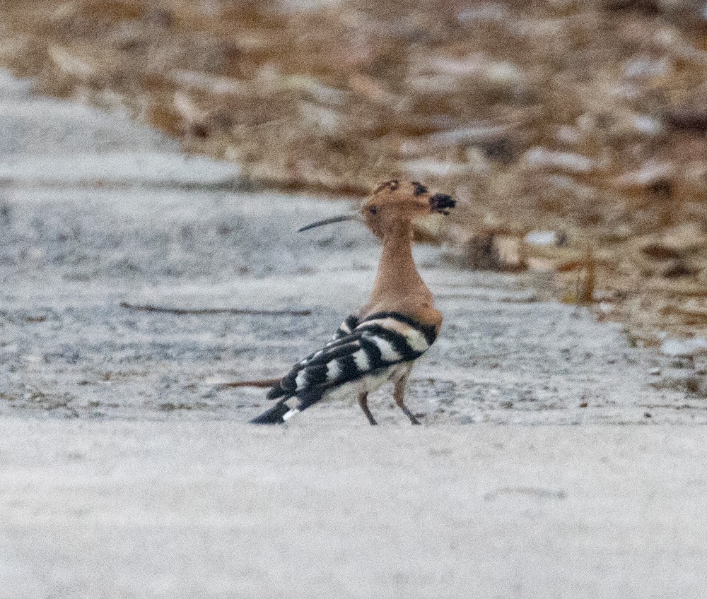 Eurasian Hoopoe - ML620198773