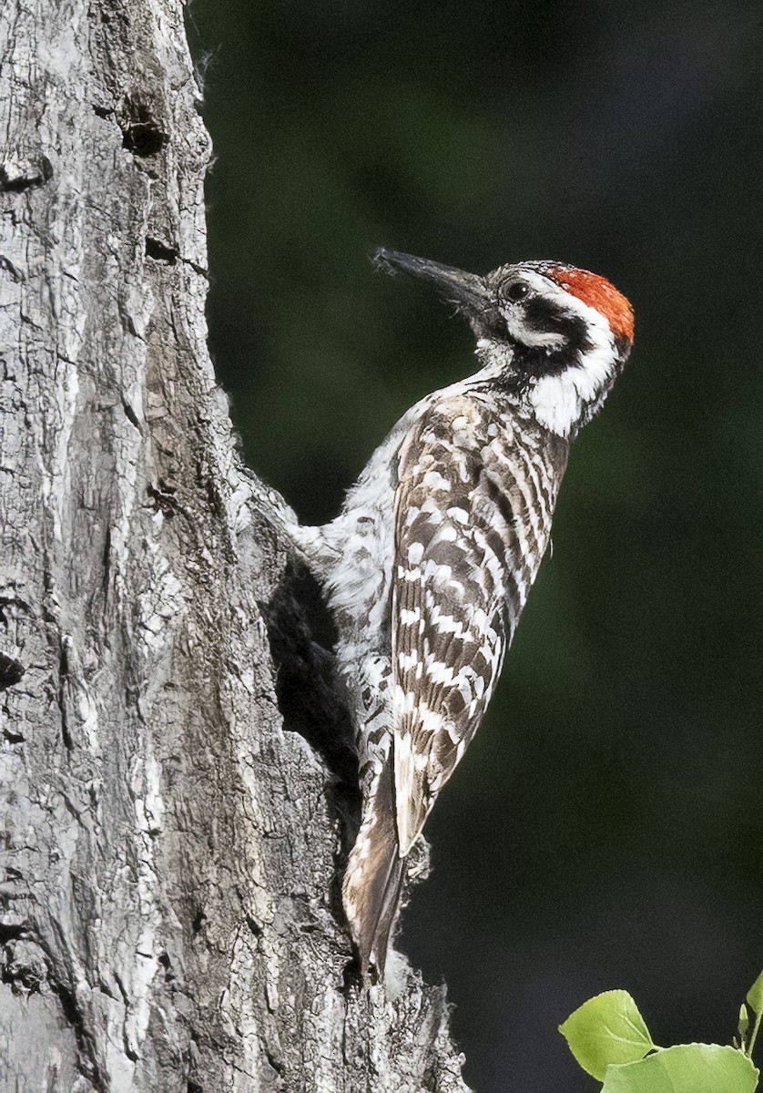 Ladder-backed Woodpecker - ML620198776