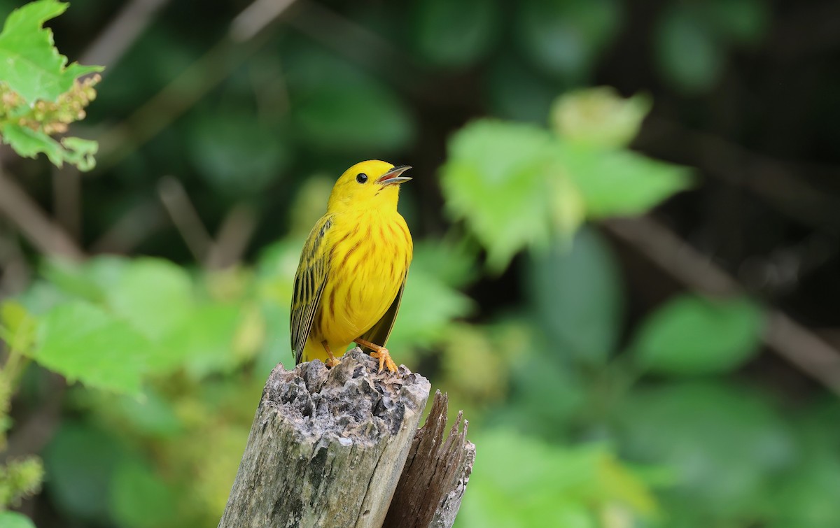 Yellow Warbler - ML620198785