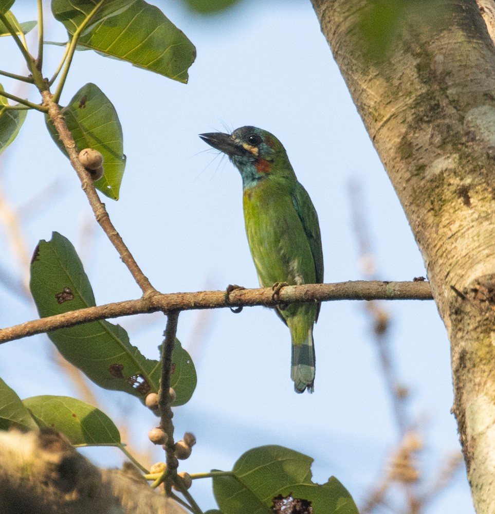 barbet modrouchý - ML620198788