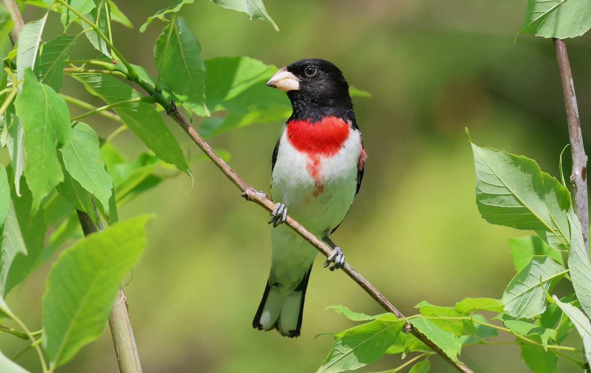 Rose-breasted Grosbeak - ML620198789