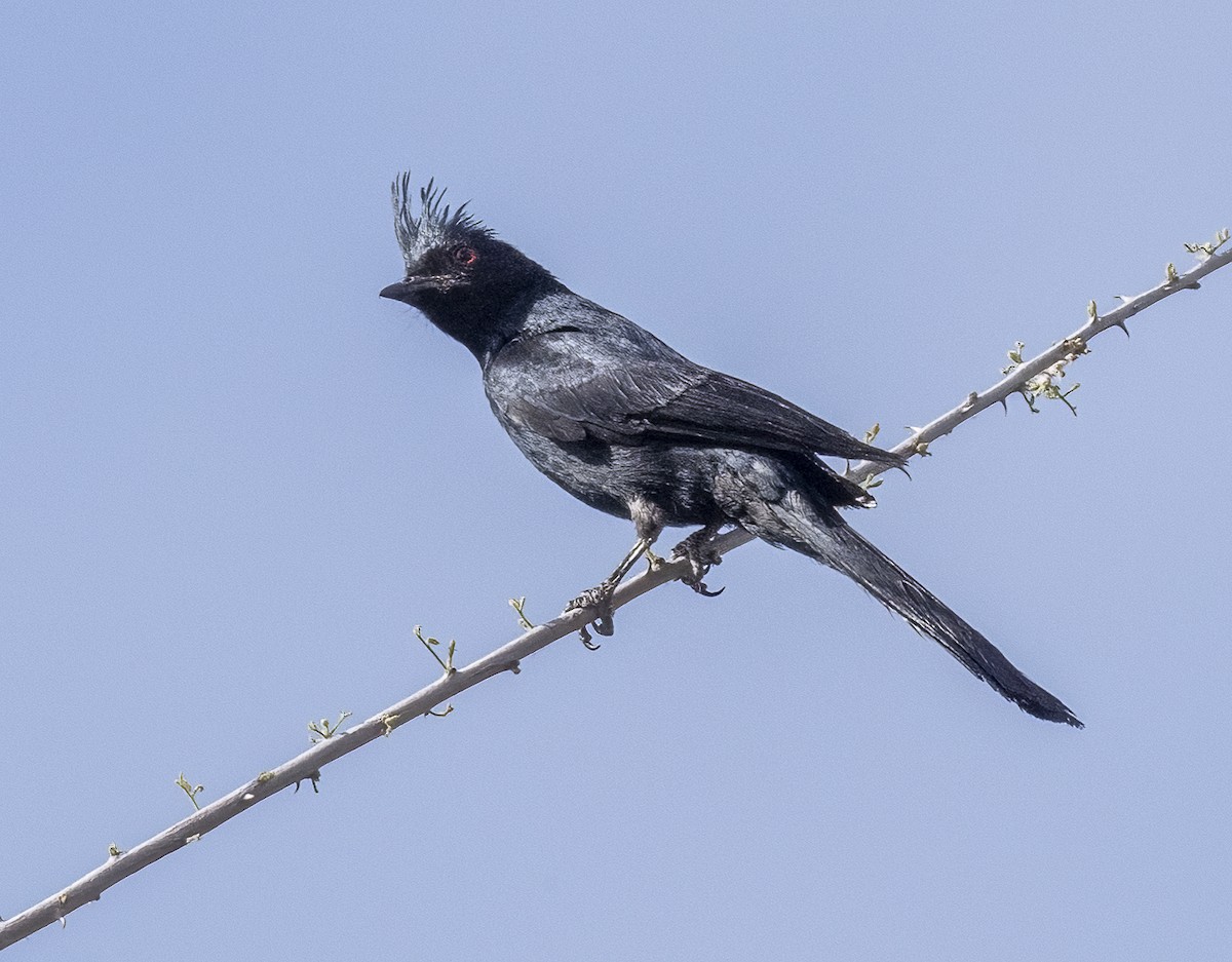 Phainopepla - ML620198791