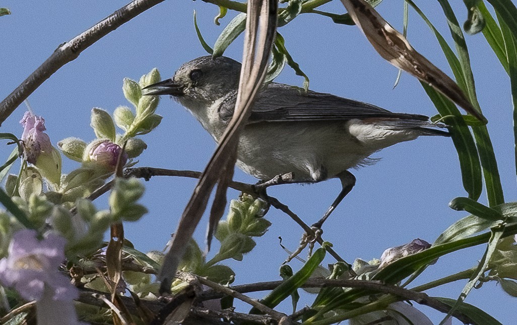 Lucy's Warbler - ML620198794