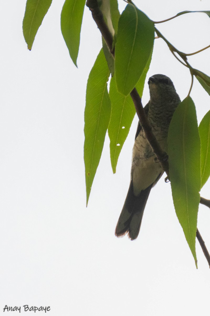 Black-headed Cuckooshrike - ML620198799