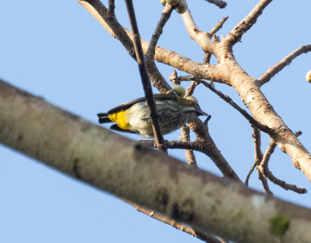 Yellow-vented Flowerpecker - ML620198806