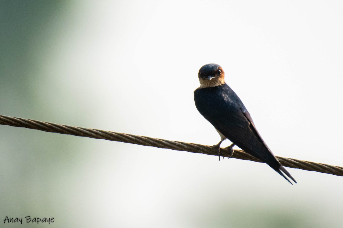 Red-rumped Swallow - ML620198811