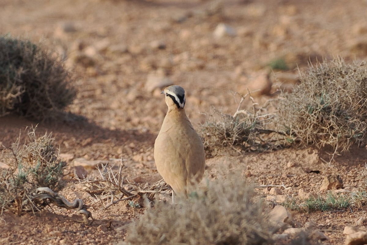 Cream-colored Courser - ML620198818