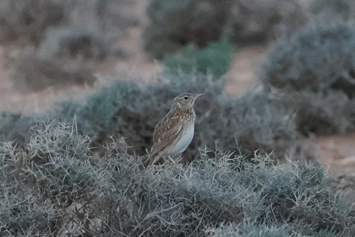 Dupont hegatxabala - ML620198825