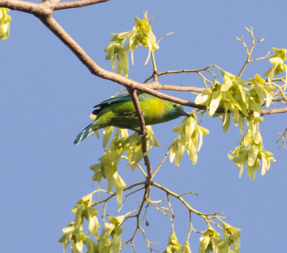 Blue-winged Leafbird - ML620198826