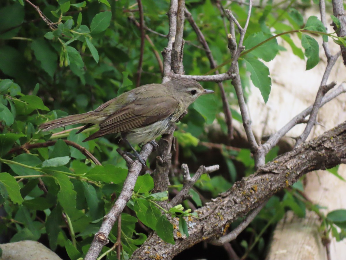 Warbling Vireo - ML620198832