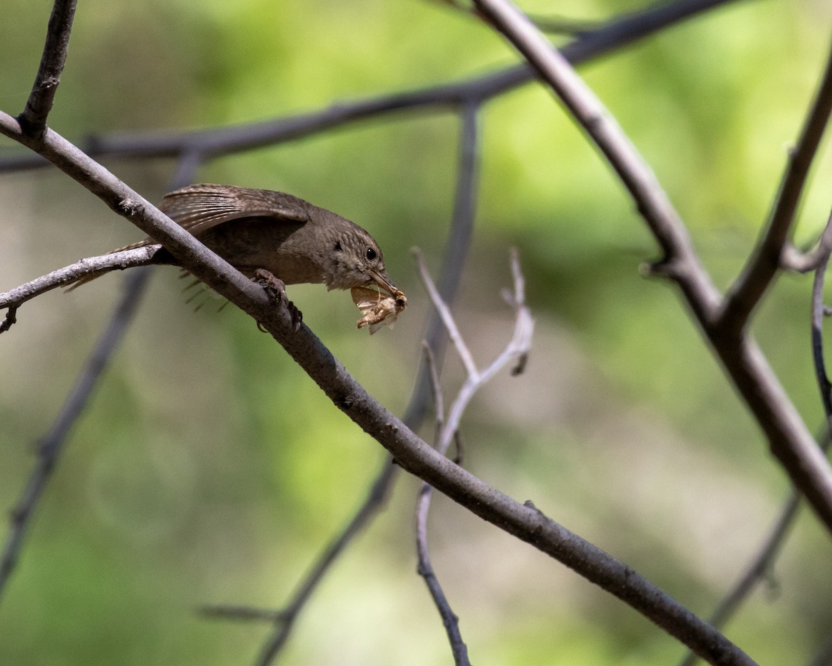 House Wren - ML620198839