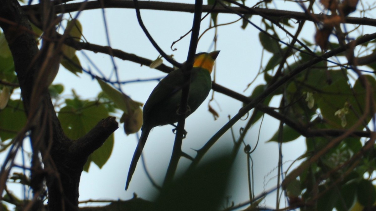 Long-tailed Broadbill - ML620198857