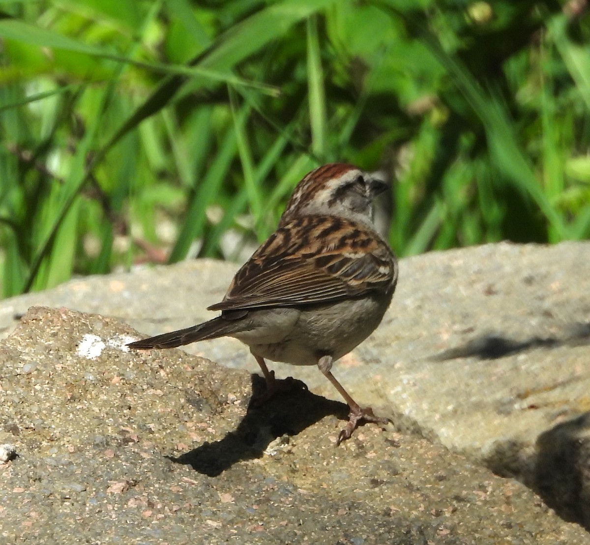 Chipping Sparrow - ML620198858