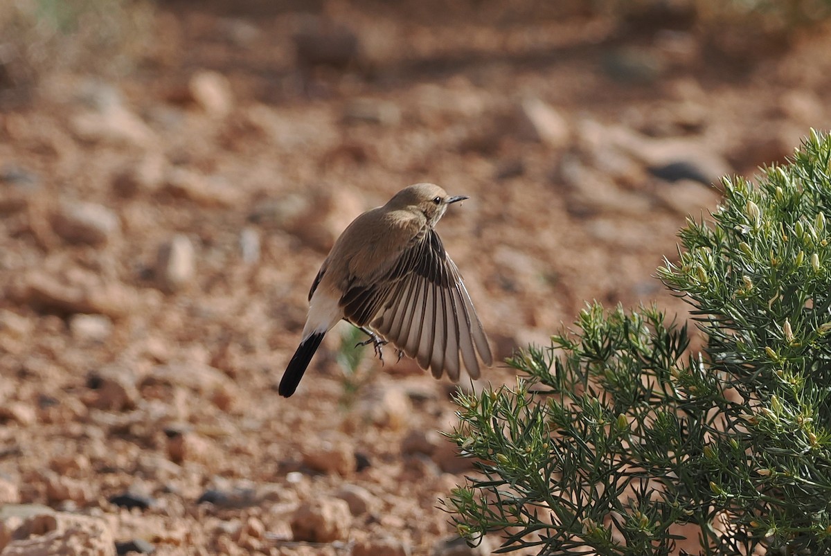 Red-rumped Wheatear - ML620198859