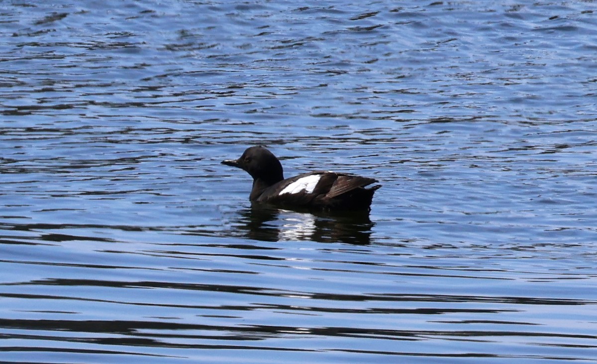 Pigeon Guillemot - Daniel Emlin