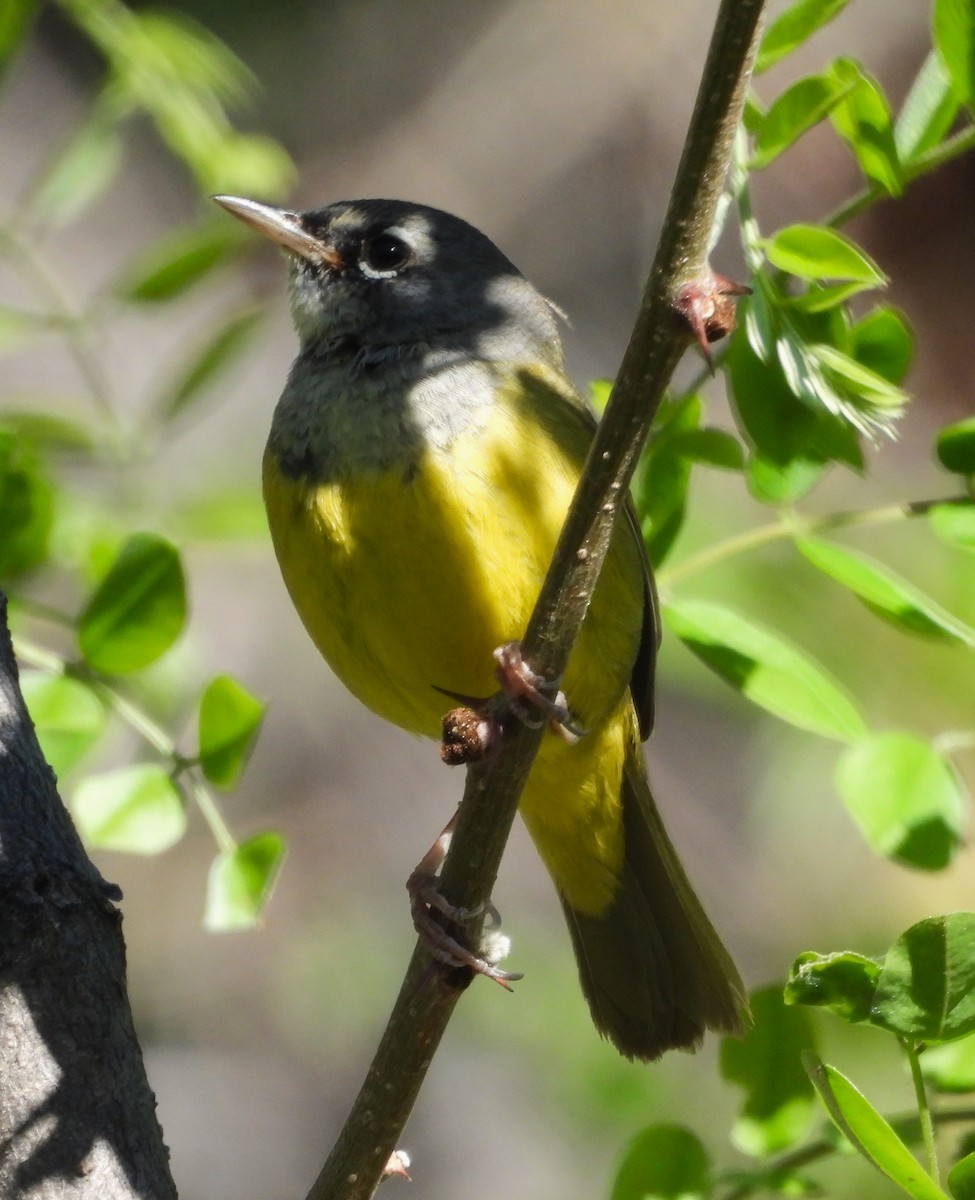 MacGillivray's Warbler - ML620198868