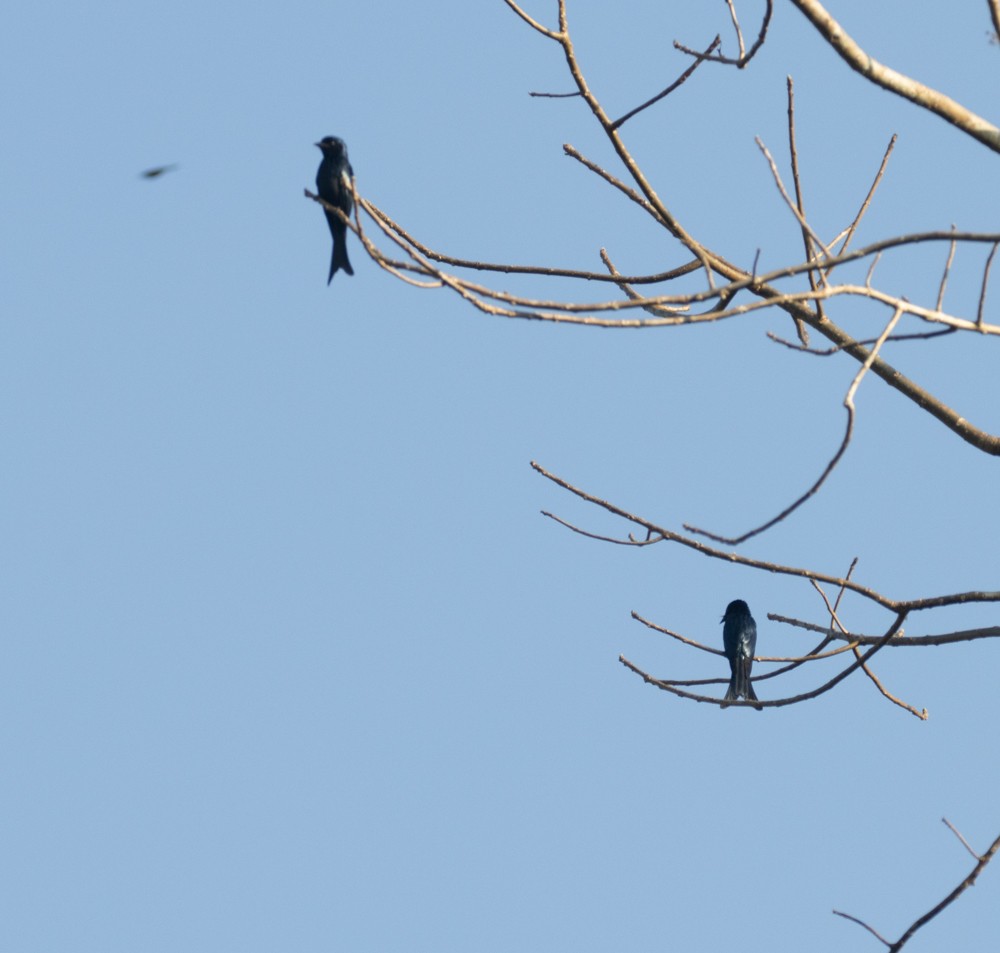 Bronzed Drongo - Lindy Fung