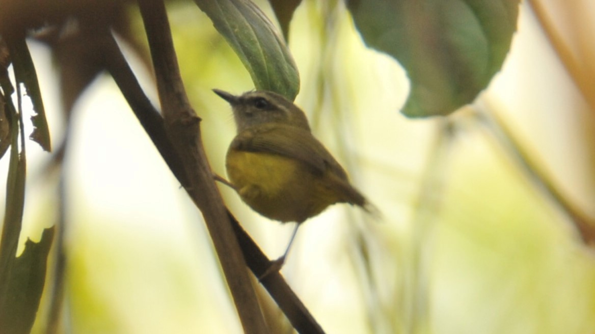 Yellow-bellied Warbler - ML620198870