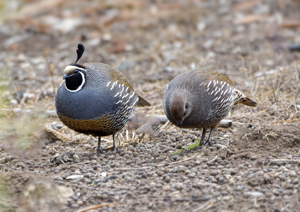 California Quail - ML620198872