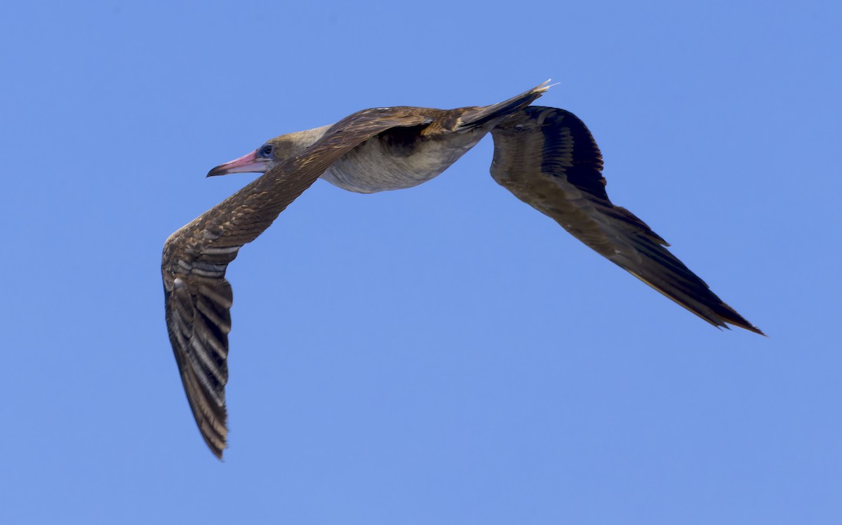 Red-footed Booby - ML620198874