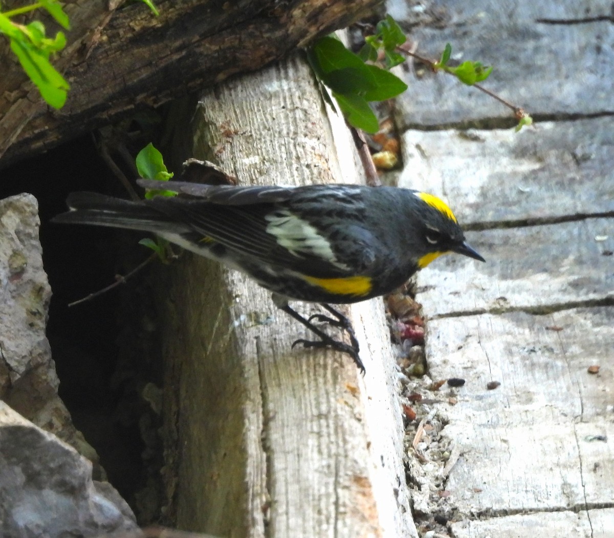 Yellow-rumped Warbler - ML620198876