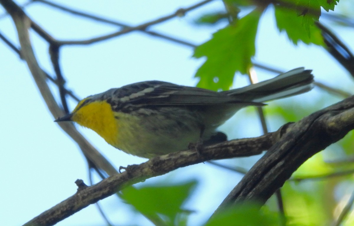 Grace's Warbler - Mark Romero