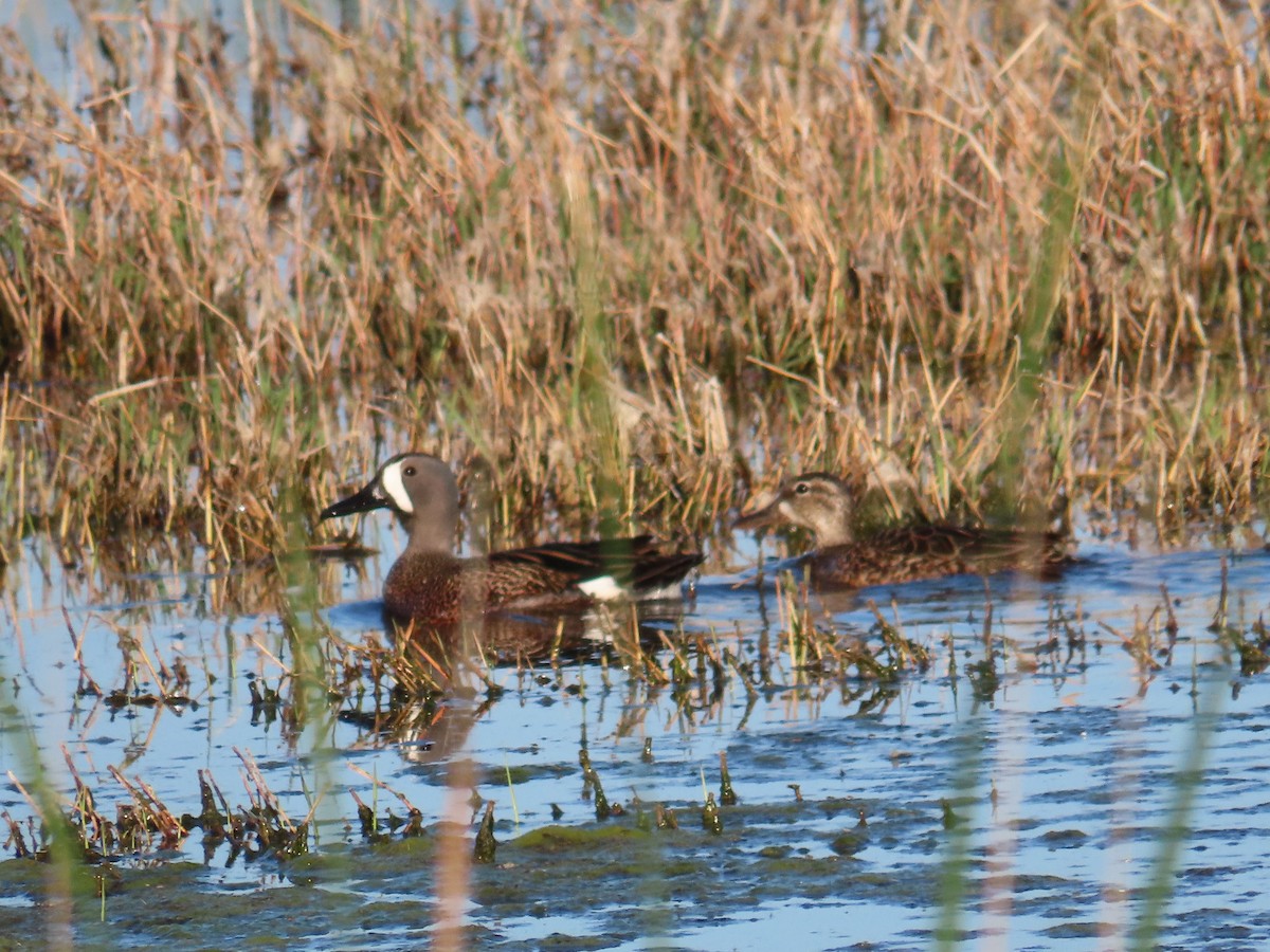 Blue-winged Teal - ML620198880