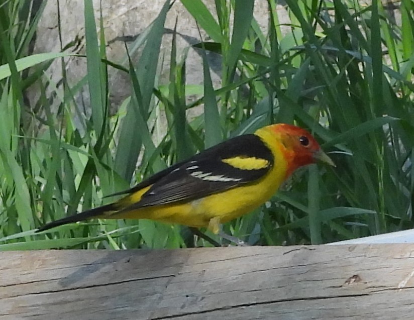Western Tanager - ML620198883
