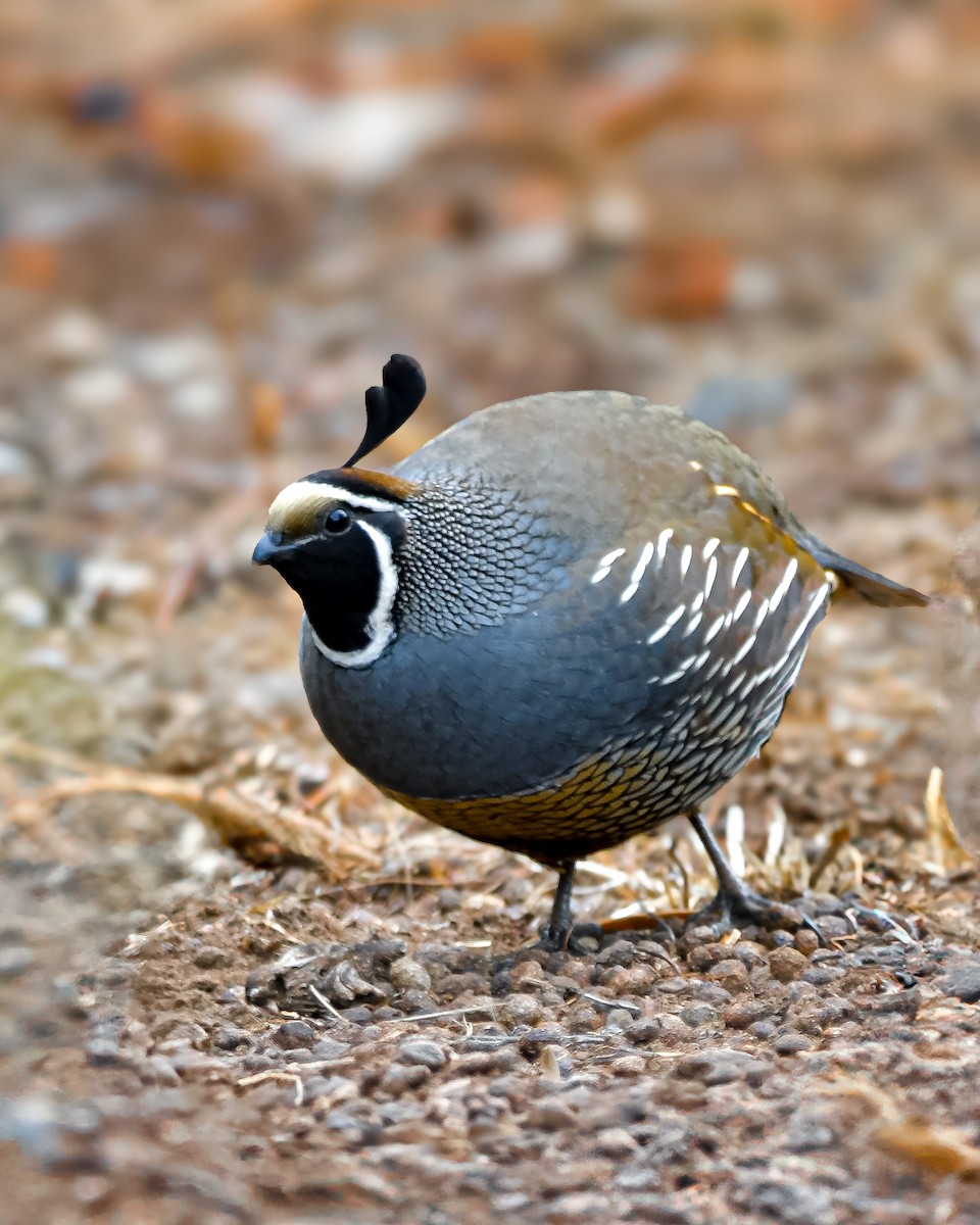 California Quail - ML620198887