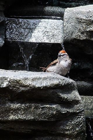 Chipping Sparrow - ML620198888