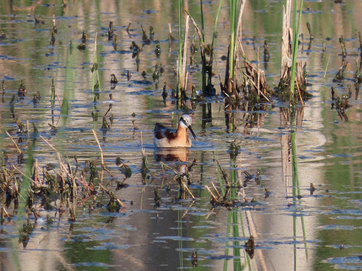 Phalarope de Wilson - ML620198889