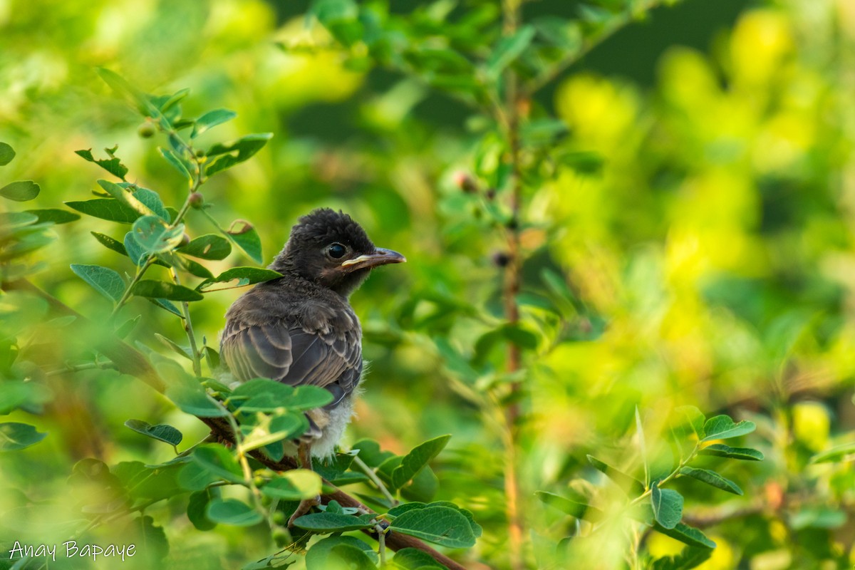 Red-vented Bulbul - ML620198909