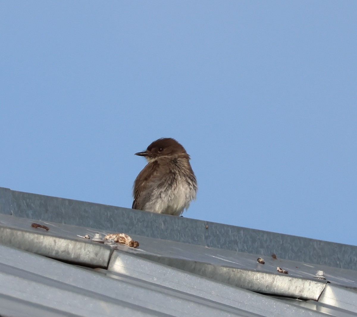 Eastern Phoebe - ML620198915