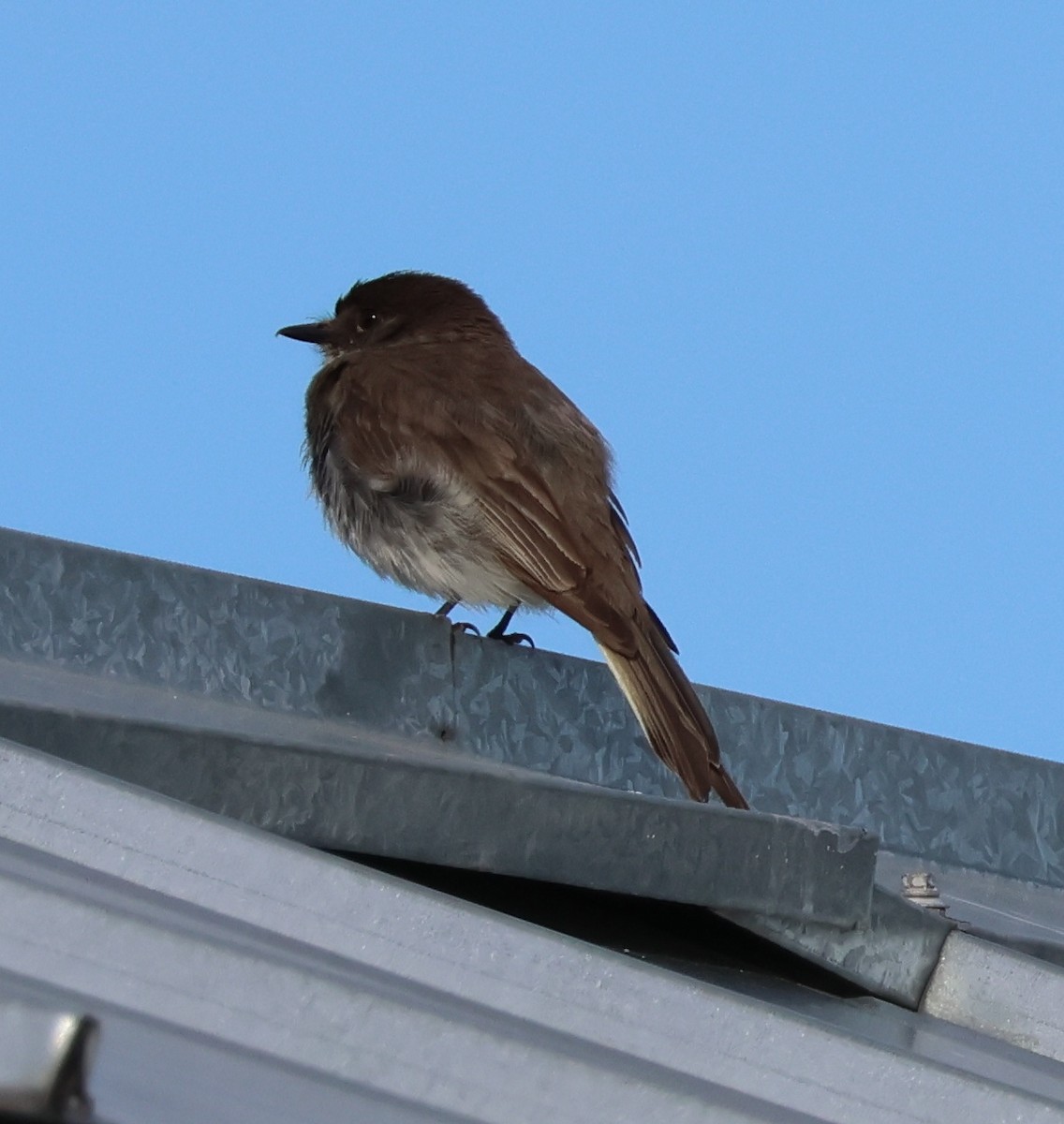 Eastern Phoebe - ML620198928