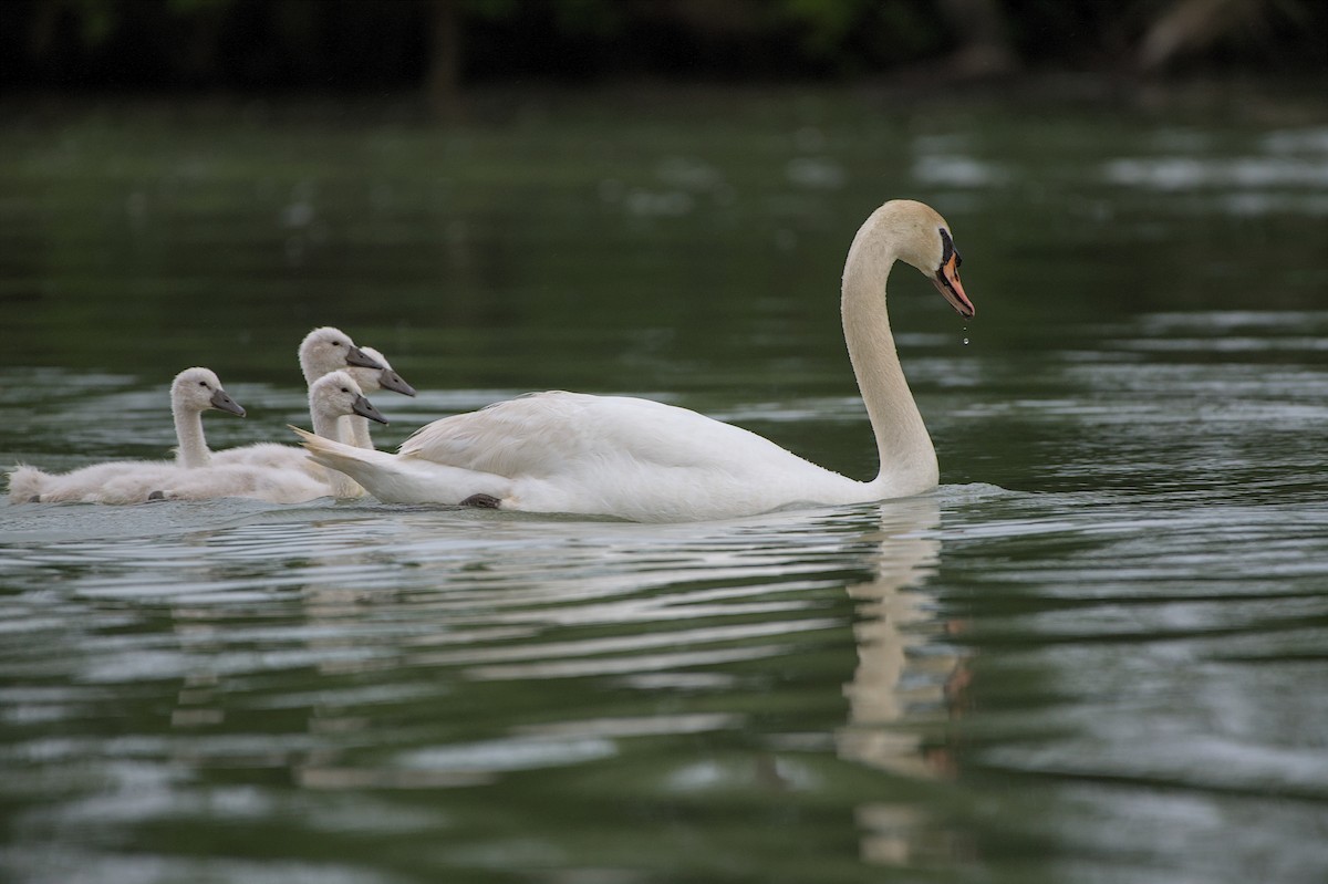 Cygne tuberculé - ML620198931