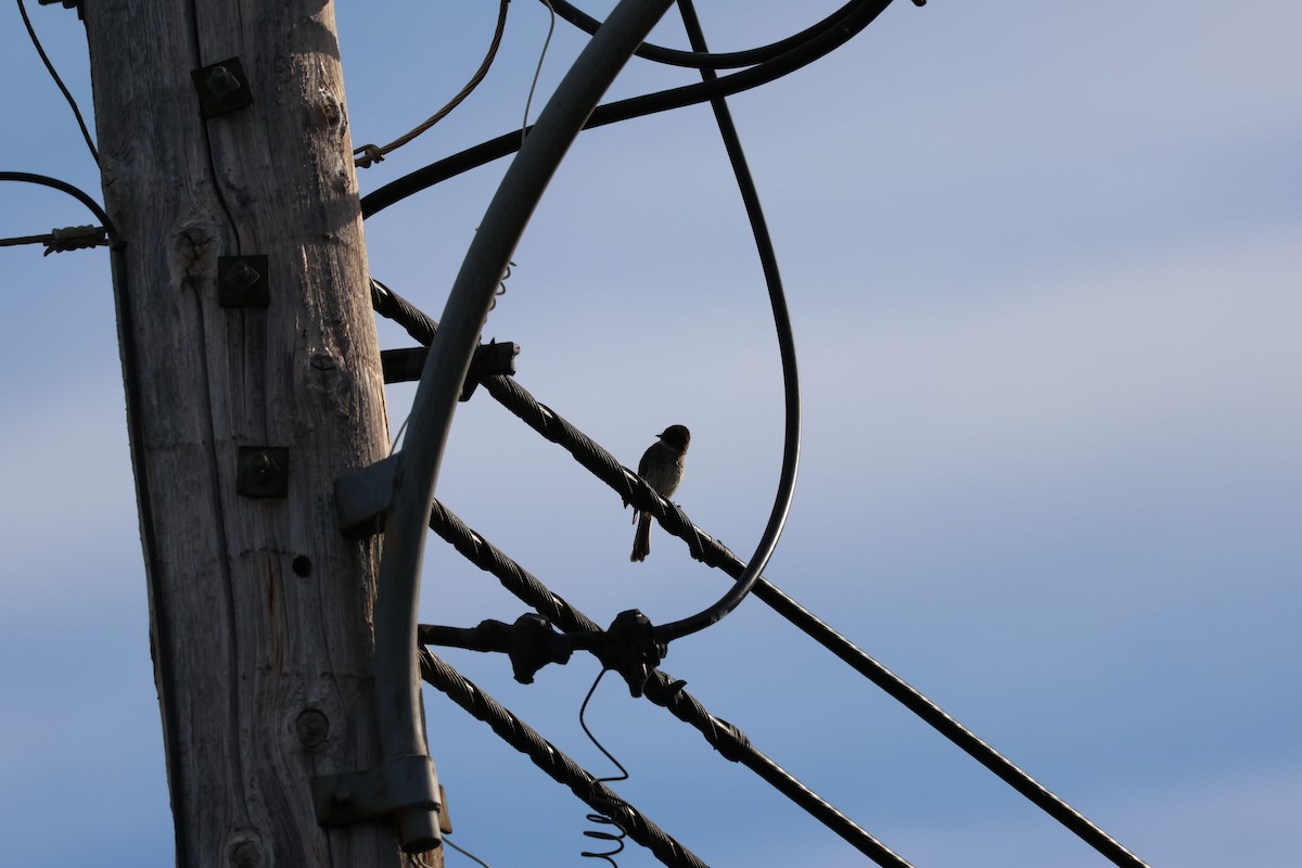 Eastern Phoebe - ML620198932