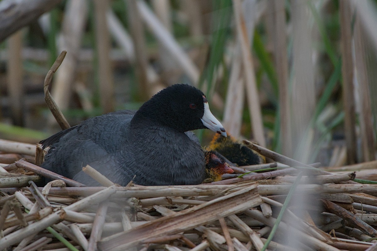 American Coot - ML620198942