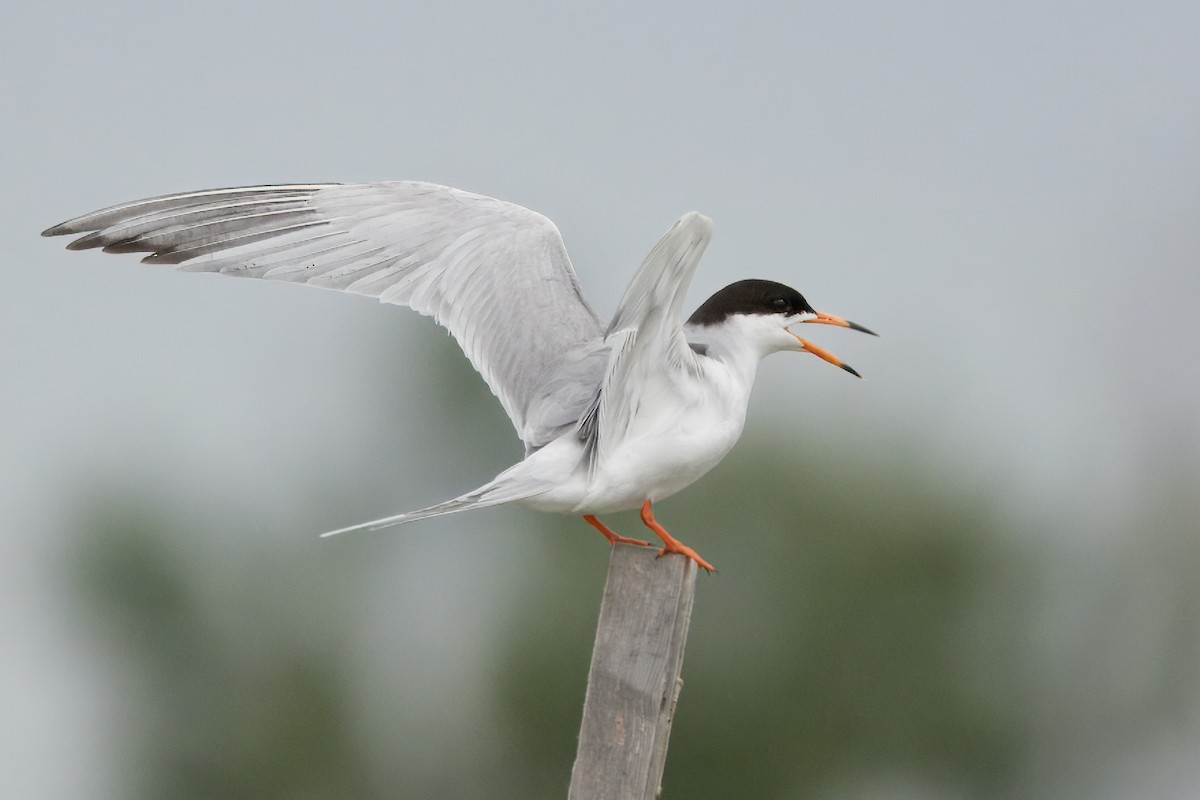 Forster's Tern - ML620198947