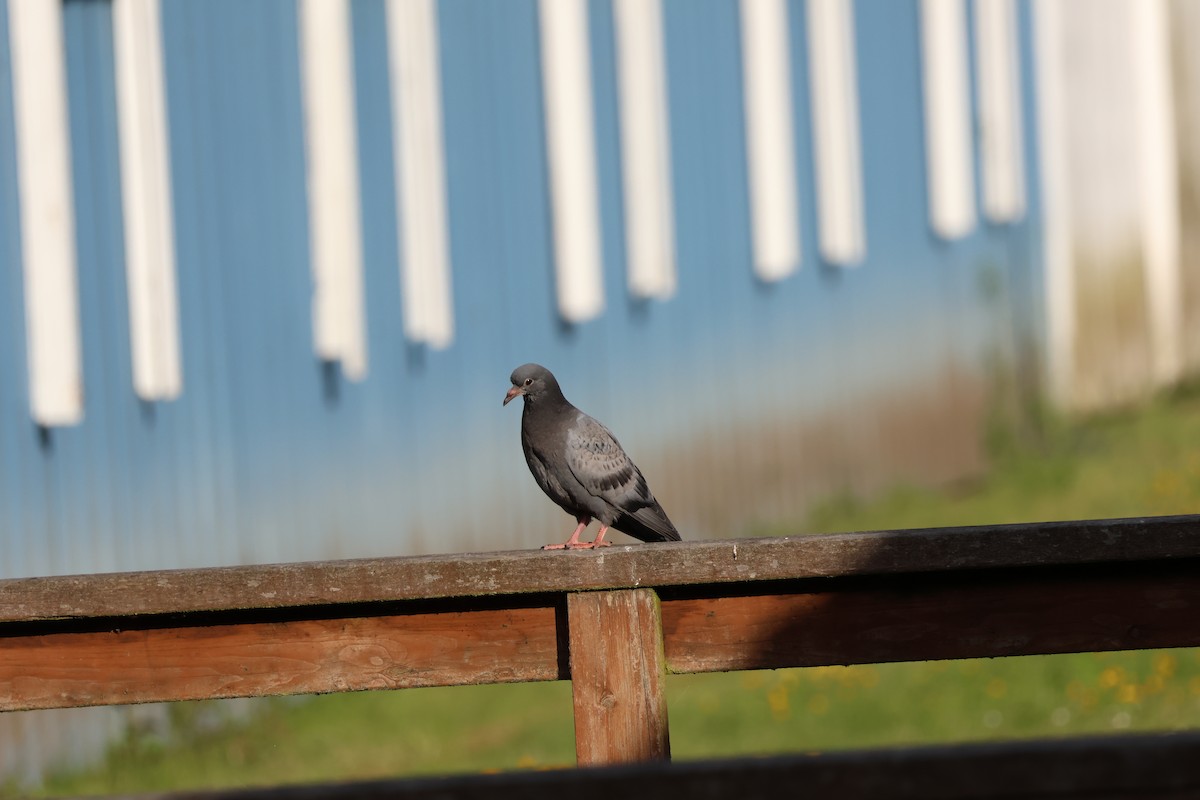 Rock Pigeon (Feral Pigeon) - ML620198948