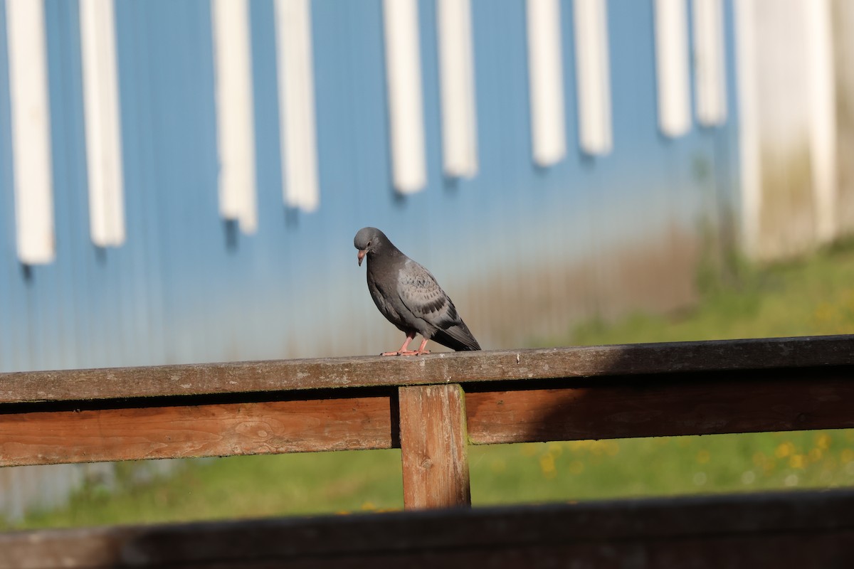 Rock Pigeon (Feral Pigeon) - ML620198950