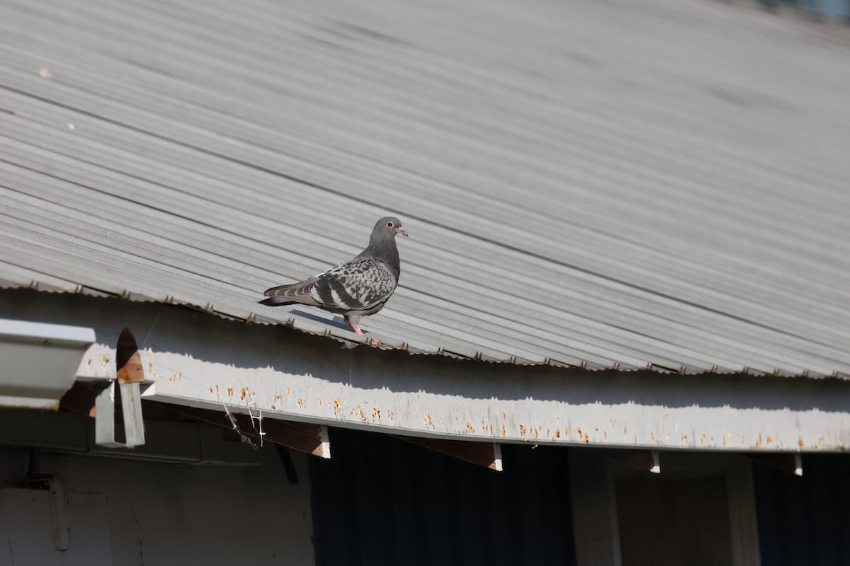 Rock Pigeon (Feral Pigeon) - ML620198951